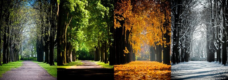 Tree-lined Path in Four Seasons — Green