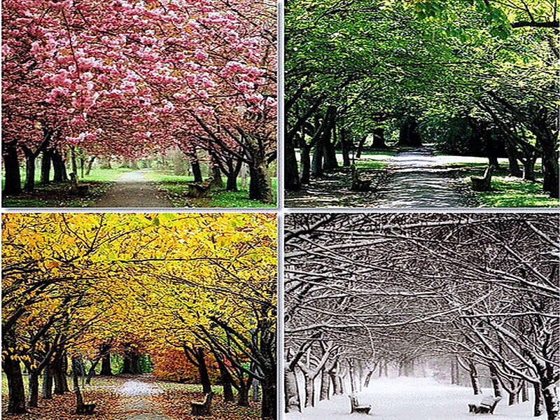 Tree-lined Path in Four Seasons
