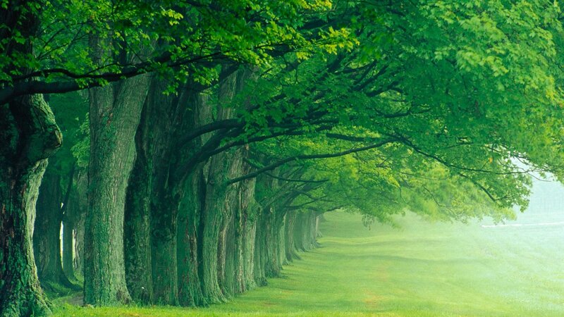 Tree-lined path in green forest