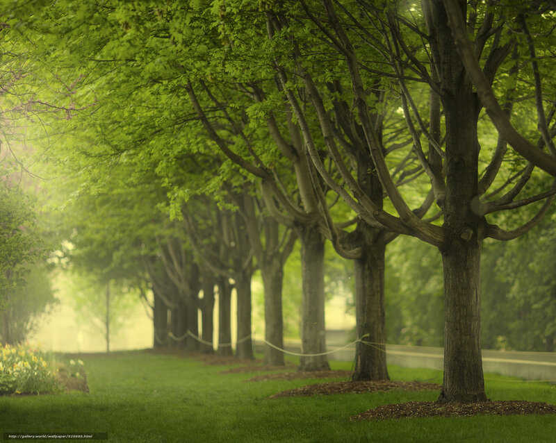 Tree-lined path in mist