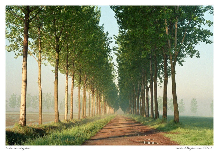 tree-lined path in morning mist