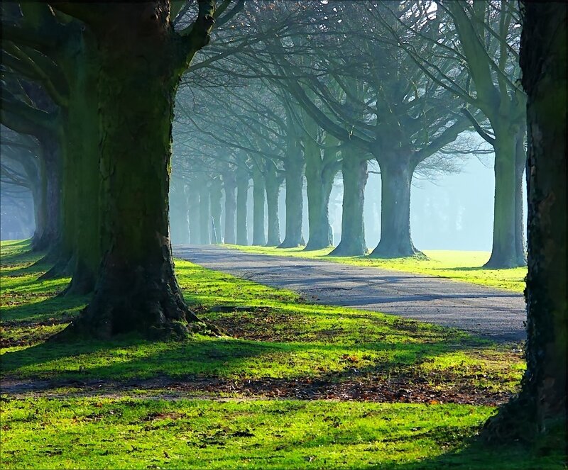 Tree-lined path in morning mist