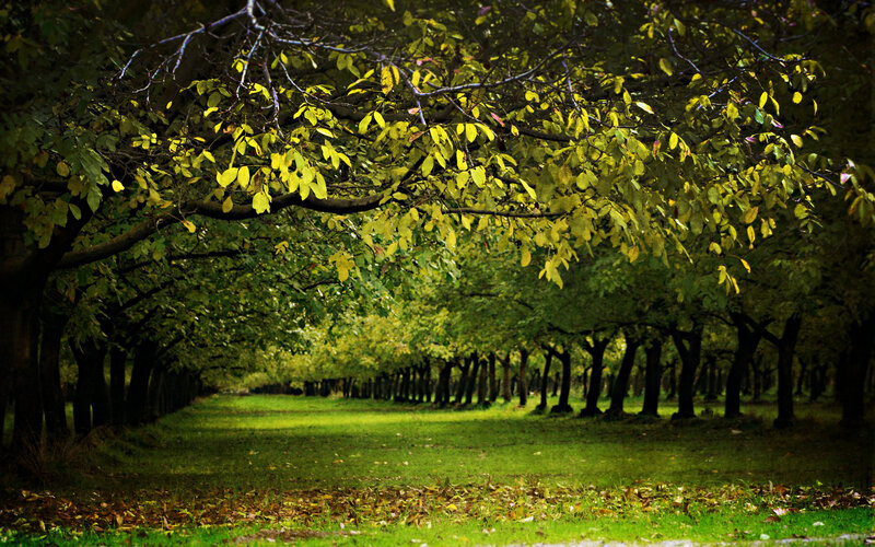 Tree-lined Path in Orchard — Green, Serene