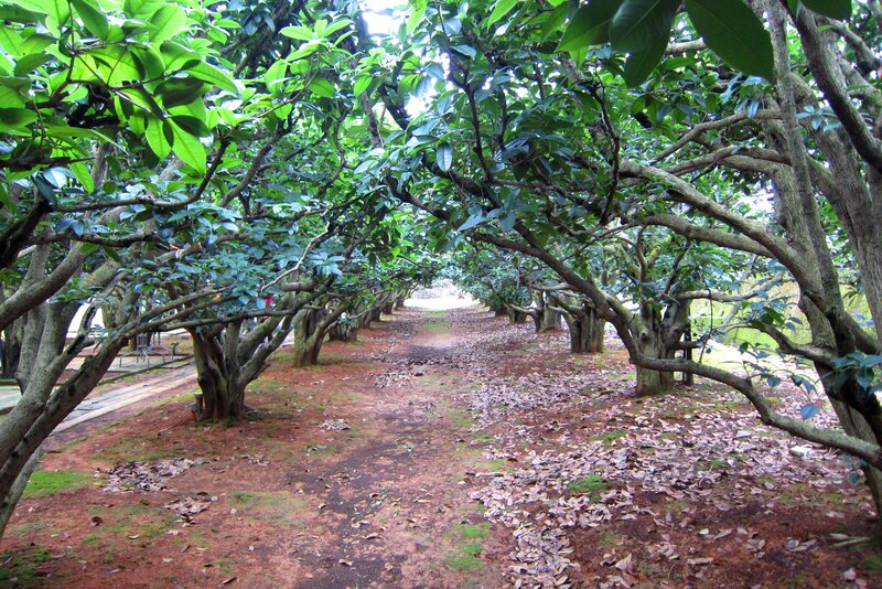 Tree-lined Path in Orchard — Green