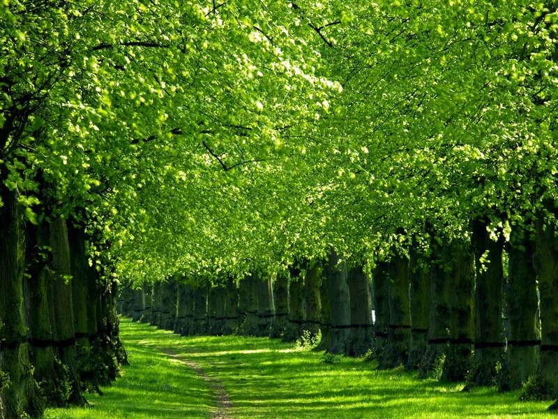 Tree-lined path in park