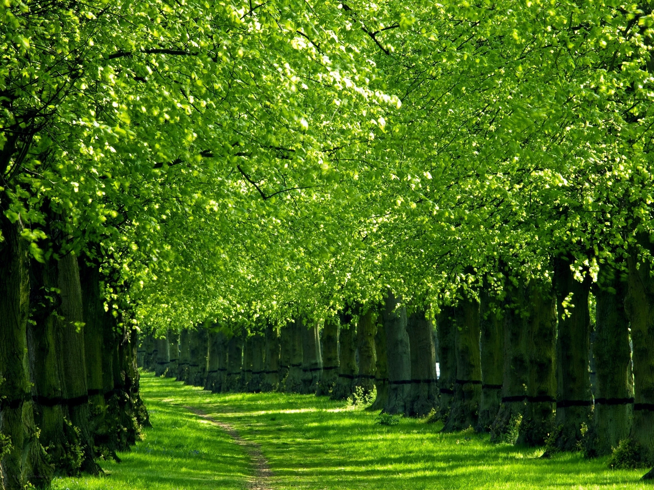 Tree-lined path in park