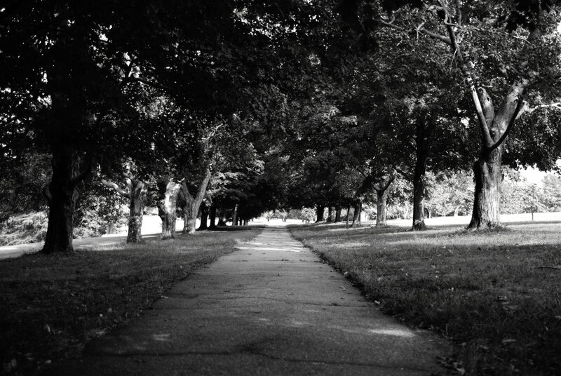 tree-lined path in park