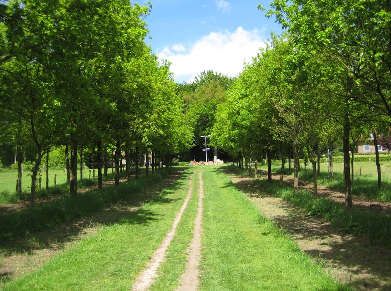 Tree-lined Path in Park — Green, Serene, Afternoon, Photograph