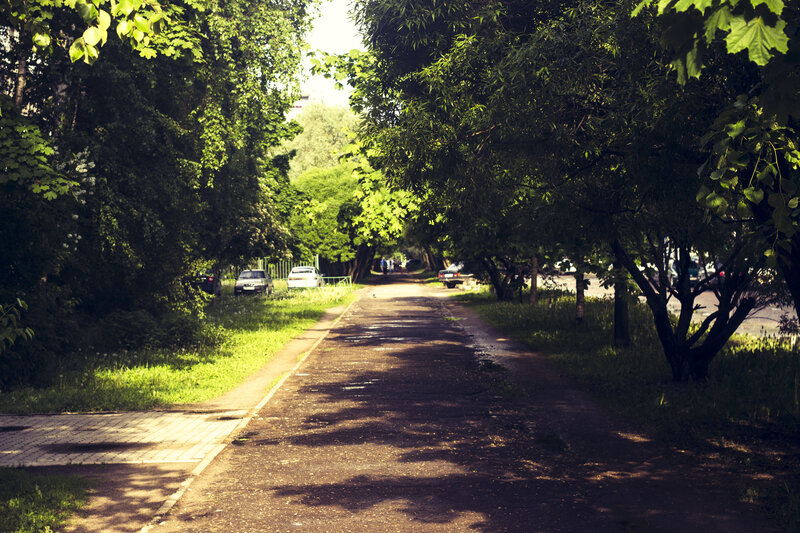 Tree-lined Path in Park — Green, Serene, Afternoon, Photograph, Trees, Cars