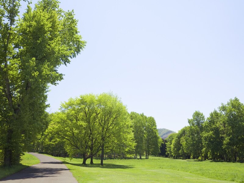 Tree-lined Path in Park — Green, Serene, Afternoon, Photograph, Trees, Grass, Mountain