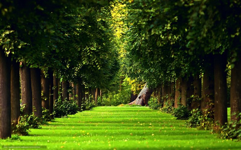 Tree-lined Path in Park — Green, Serene, Afternoon, Photograph, Trees, Grass, Sunlight
