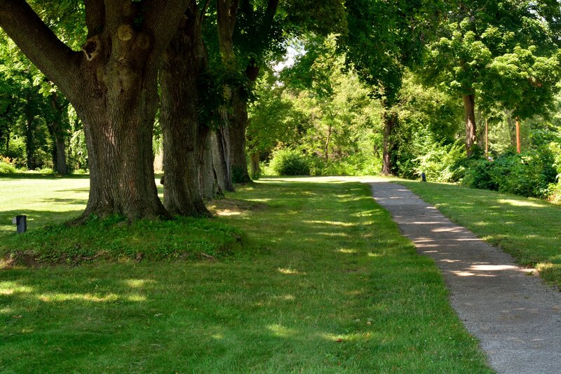 Tree-lined Path in Park — Green, Serene, Afternoon, Photograph, Trees, Grass
