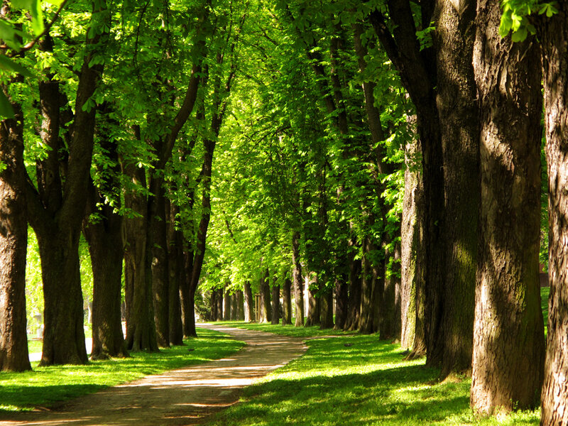 Tree-lined Path in Park — Green, Serene, Afternoon, Photograph, Trees