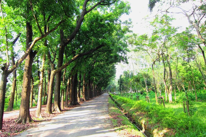 Tree-lined Path in Park — Green, Serene, Afternoon