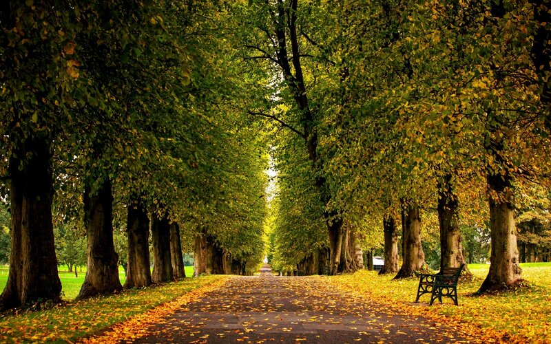 Tree-lined Path in Park — Green, Serene, Autumn, Photograph, Bench