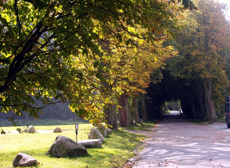 Tree-lined Path in Park — Green, Serene, Autumn, Photograph
