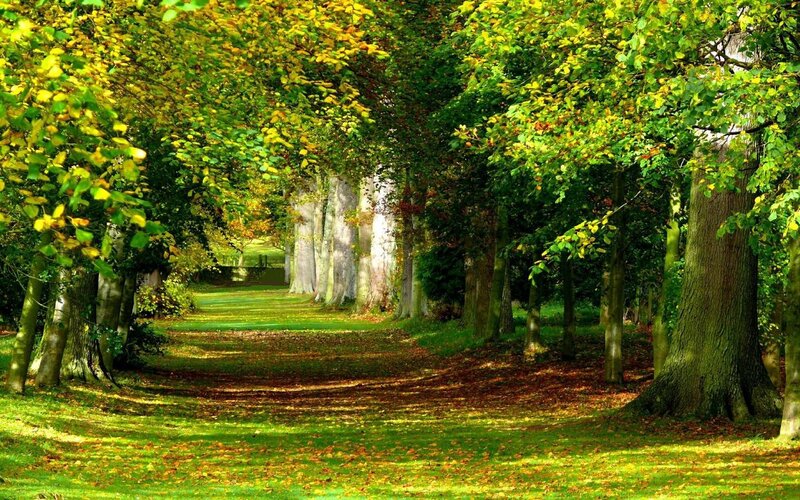 Tree-lined Path in Park — Green, Serene, Autumn, Photograph, Trees, Grass, Leaves, Yellow