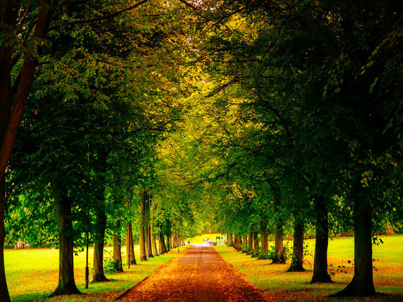 Tree-lined Path in Park — Green, Serene, Autumn, Photograph, Trees, Grass
