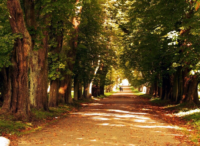Tree-lined Path in Park — Green, Serene, Autumn