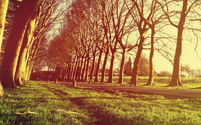 Tree-lined Path in Park — Green, Serene, Sunset