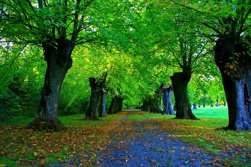 Tree-lined Path in Park — Green, Serene