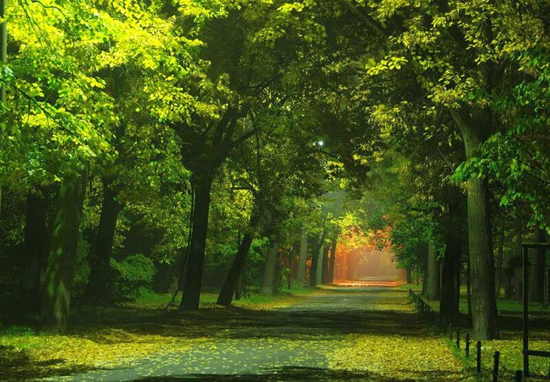 Tree-lined Path in Park — Green