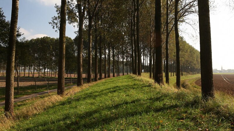 Tree-lined path in rural landscape