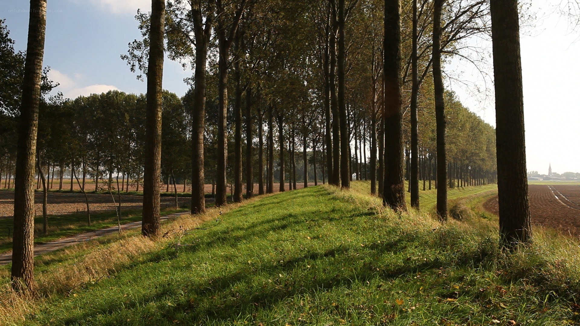 Tree-lined path in rural landscape