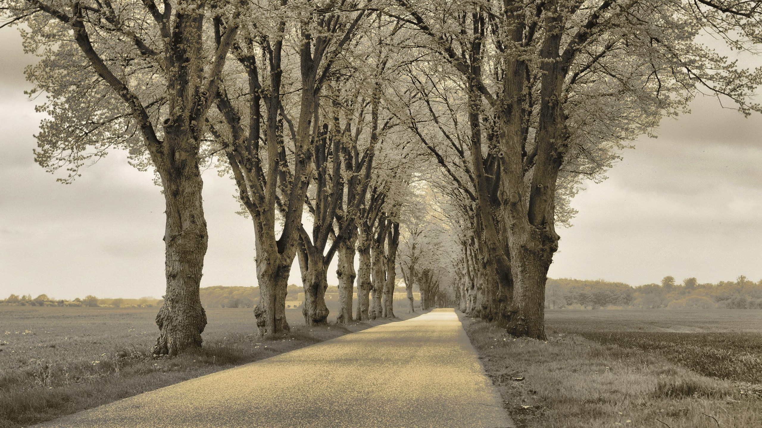 Tree-lined path in sepia