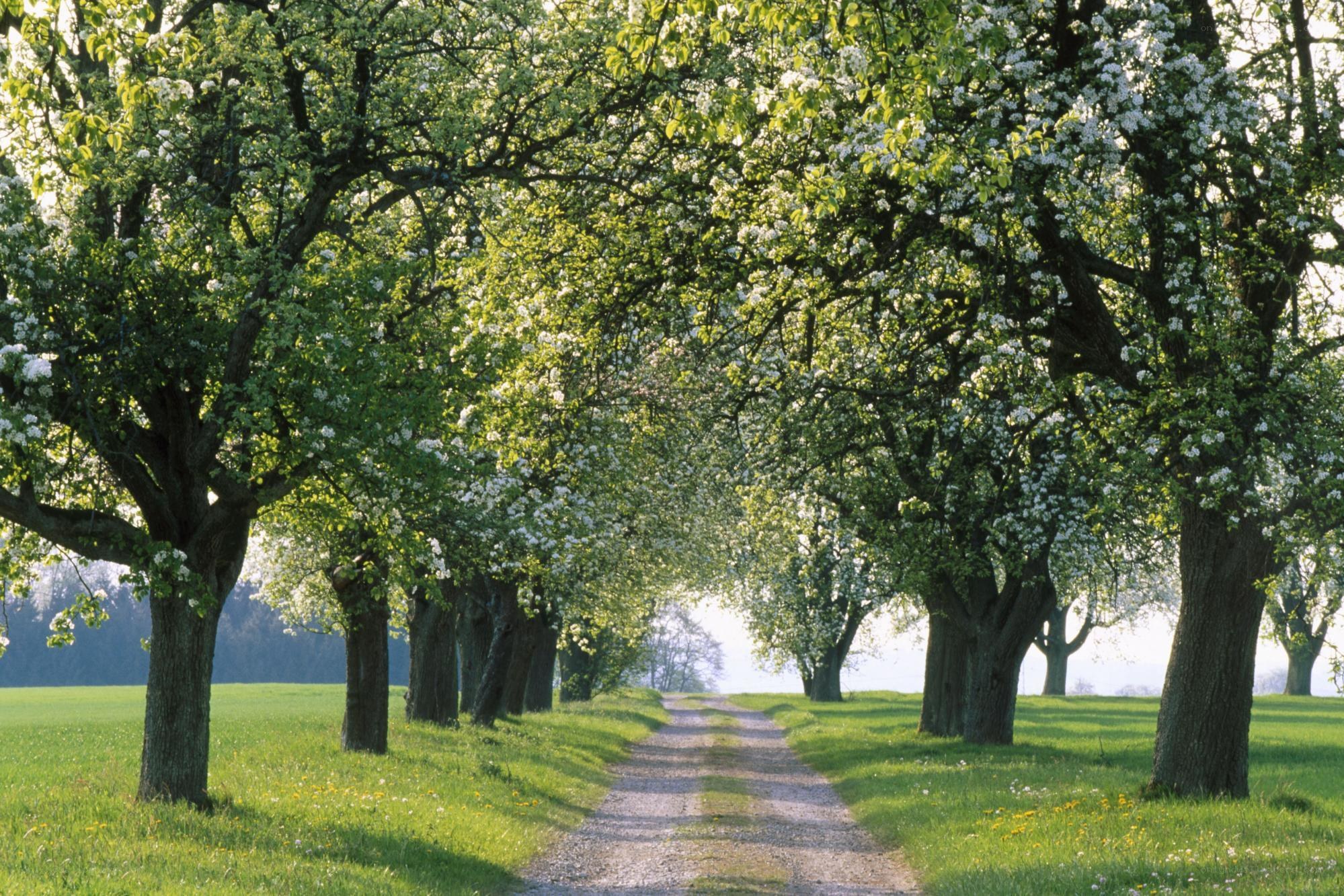 Tree-lined path in spring