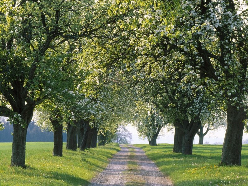 Tree-lined path in spring