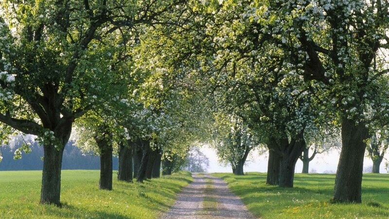 Tree-lined path in spring