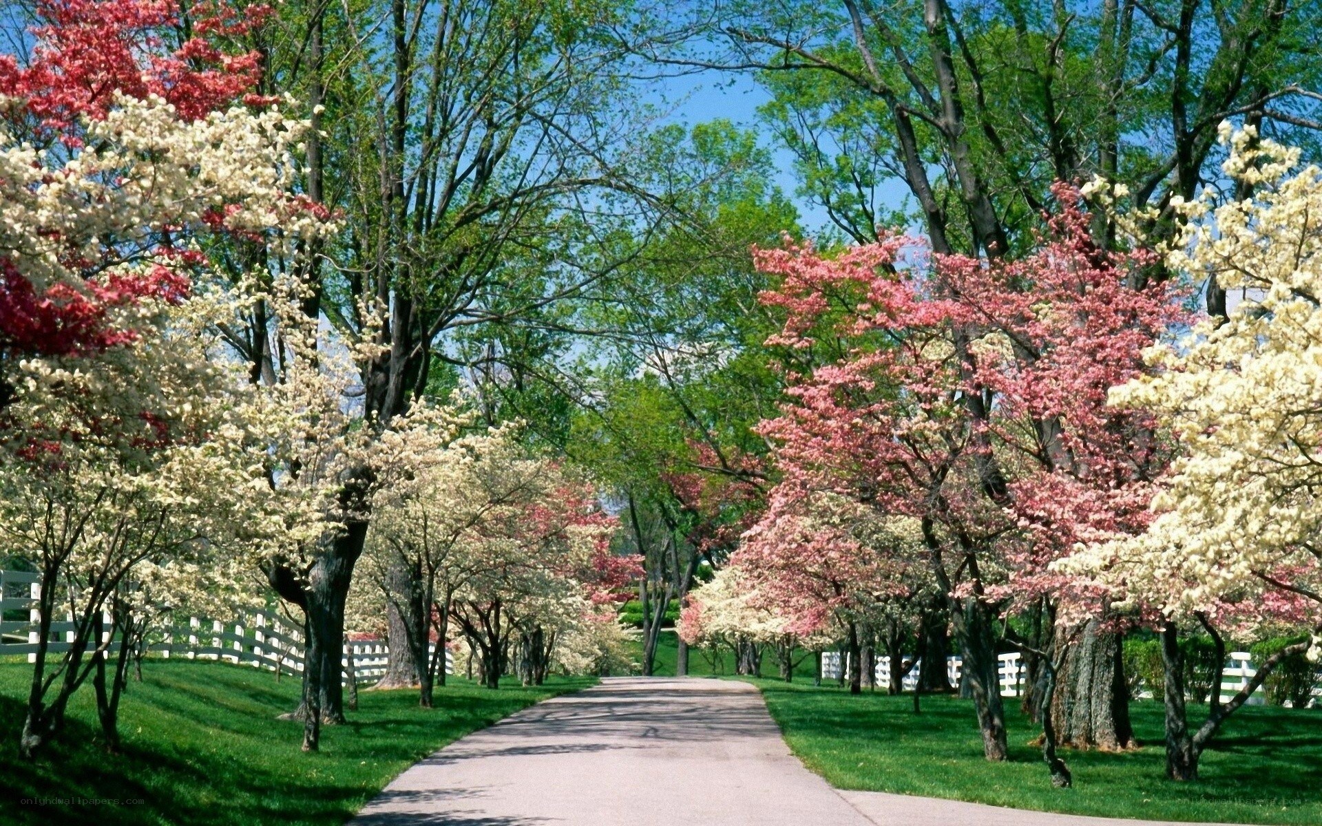 tree-lined path in spring