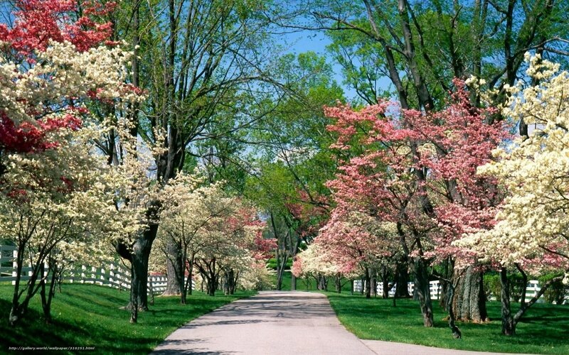 Tree-lined Path in Spring — Green, Serene