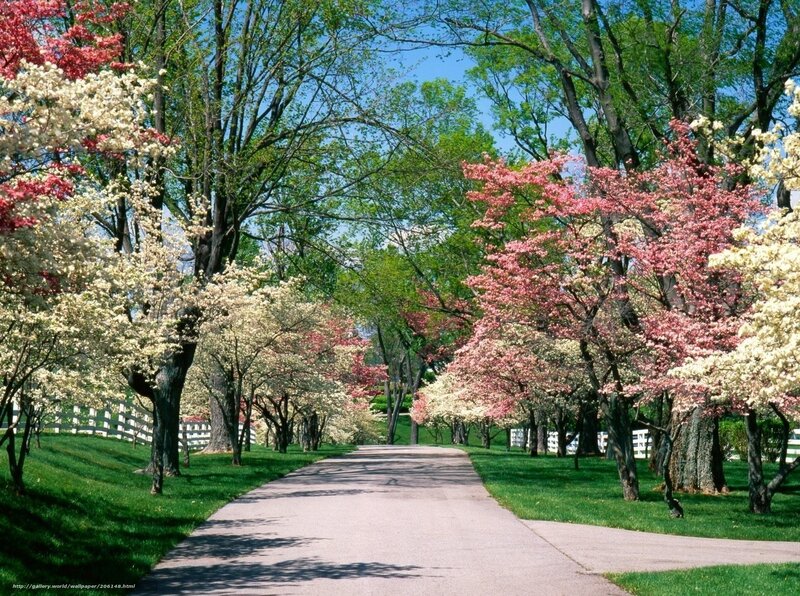 Tree-lined Path in Spring — Green