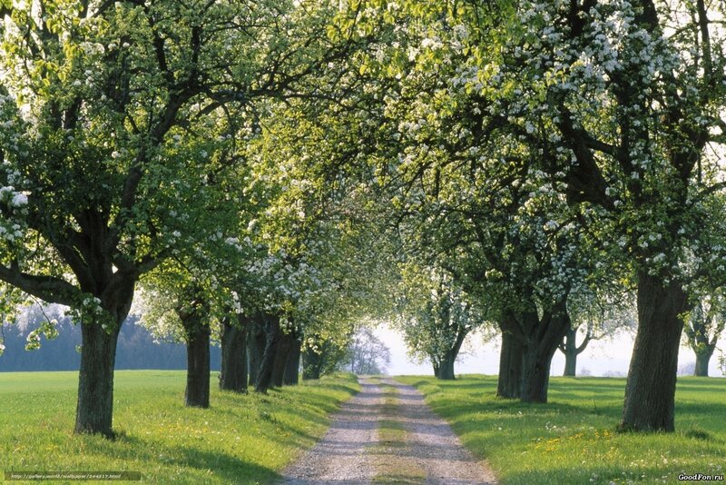 Tree-lined path in spring
