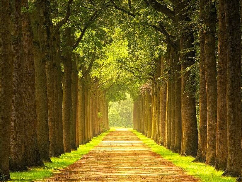 Tree-lined path in sunlight