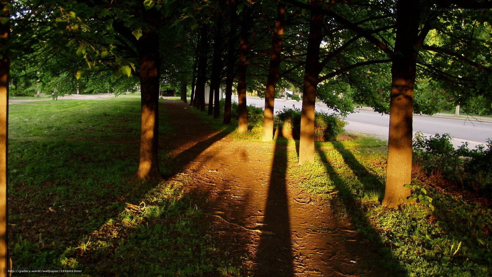 Tree-lined path in sunlight