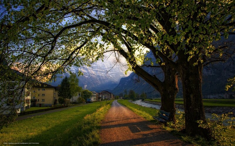 Tree-lined Path in Valley