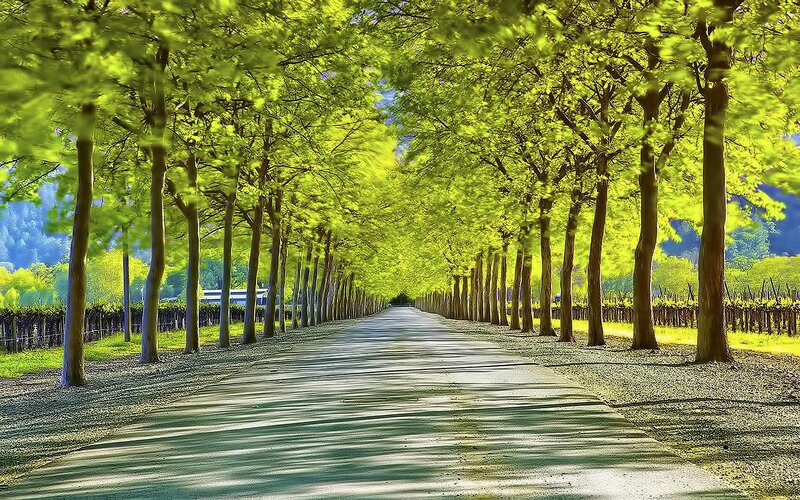 Tree-lined path in vineyard