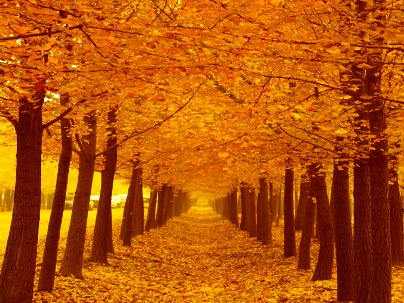 Tree-lined Path — Orange