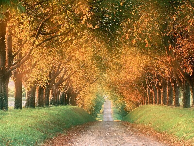 Tree-lined Path — Photograph