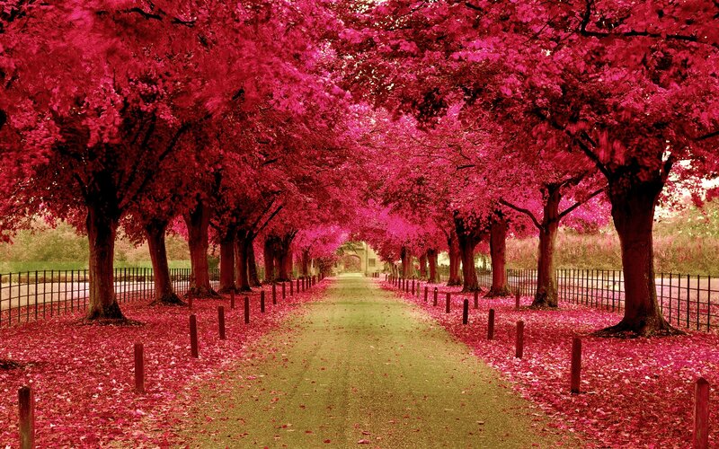 Tree-lined Path — Pink