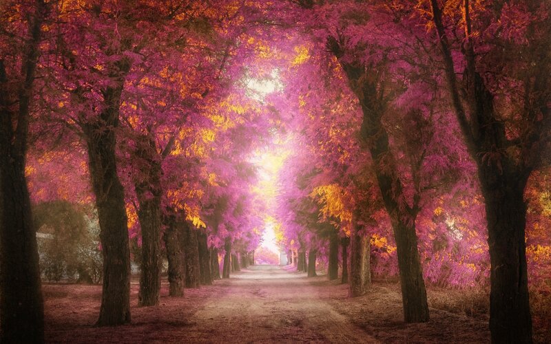 Tree-lined Path — Purple