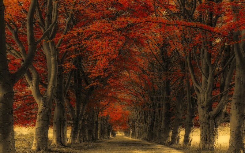 Tree-lined Path — Red, Serene