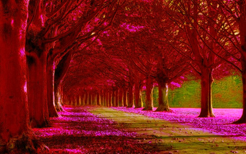 Tree-lined Path — Red