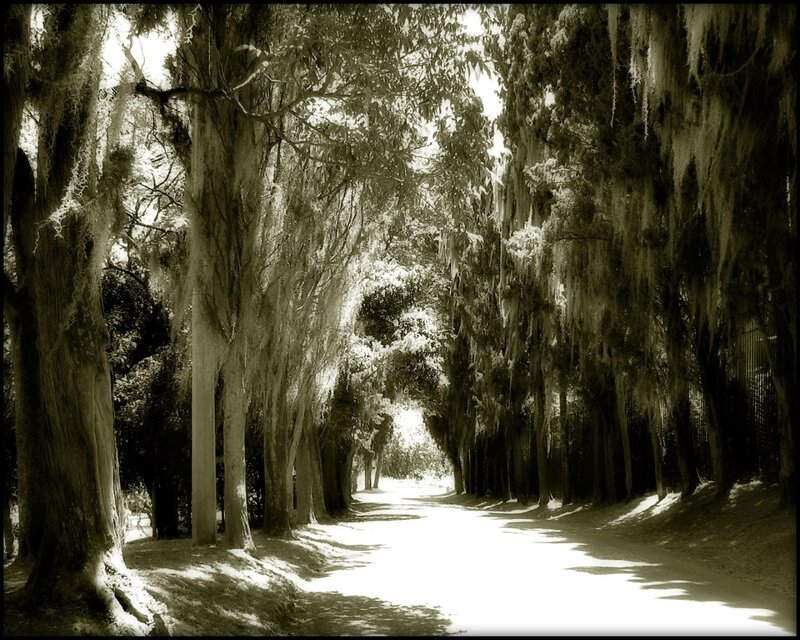 Tree-lined Path — Sepia