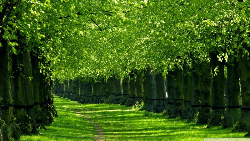Tree-lined Path — Serene, Afternoon