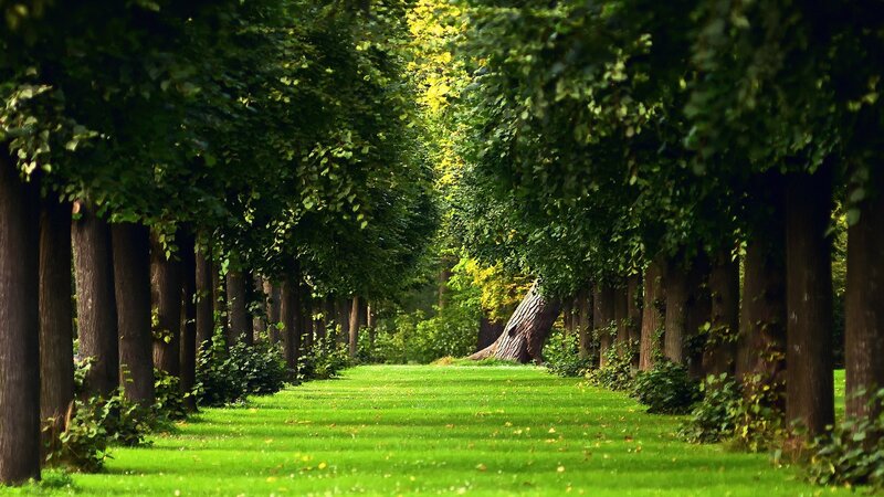 Tree-lined Path — Serene, Grass