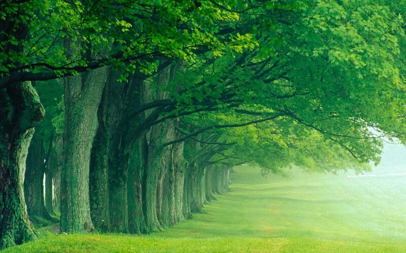 Tree-lined Path — Serene, White